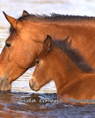 Hooves on the Mesa | Photography on Natural Slate