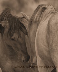 Hooves on the Mesa | Photography on Natural Slate