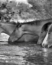 Hooves on the Mesa | Photography on Natural Slate