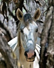 Hooves on the Mesa | Photography on Natural Slate