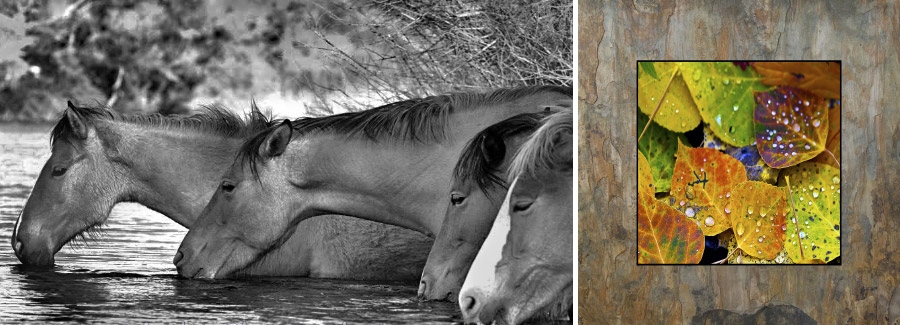 Hooves on the Mesa | Photography on Natural Slate